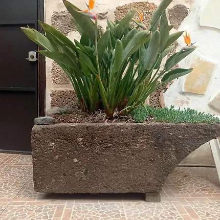 Live Arico Lagar Arico el Nuevo