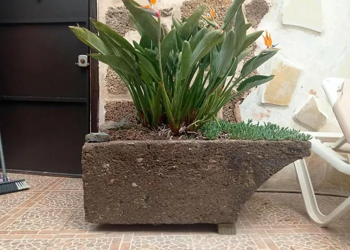 Live Arico Lagar Арико-эль-Нуэво